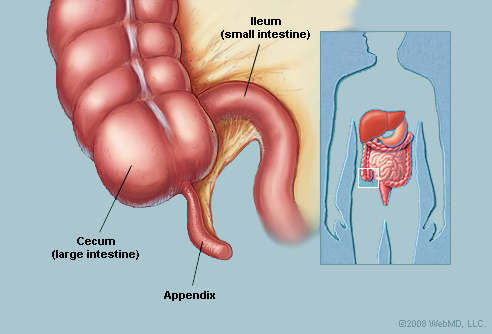 appendix3